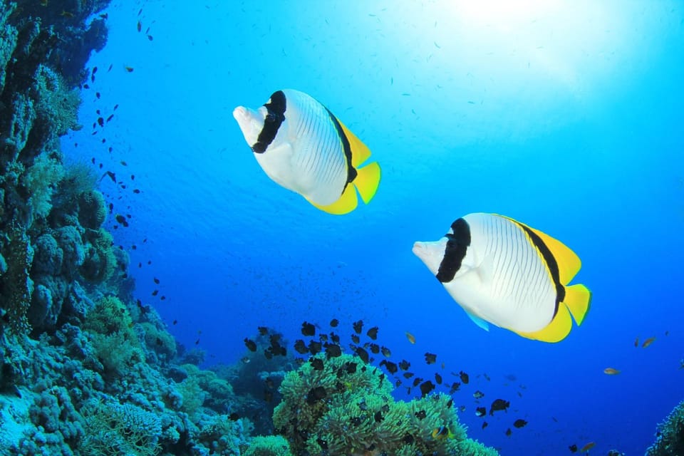 Two sites Scuba Diving in Hurghada Full Day Boat Trip