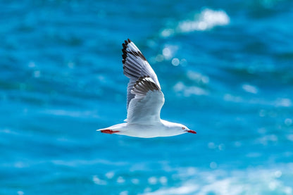 Dolphin Watching Boat Tour with Snorkeling & Lunch