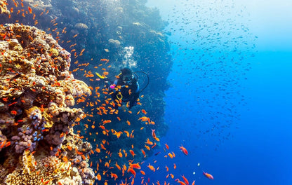 Two sites Scuba Diving in Hurghada Full Day Boat Trip