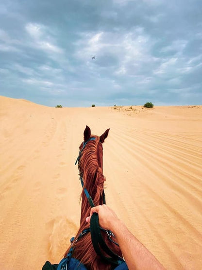 Sunset Sea, Desert Horse, Stargazing