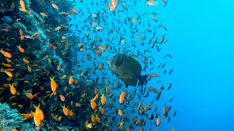 Two sites Scuba Diving in Hurghada Full Day Boat Trip