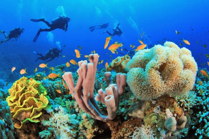 Two sites Scuba Diving in Hurghada Full Day Boat Trip