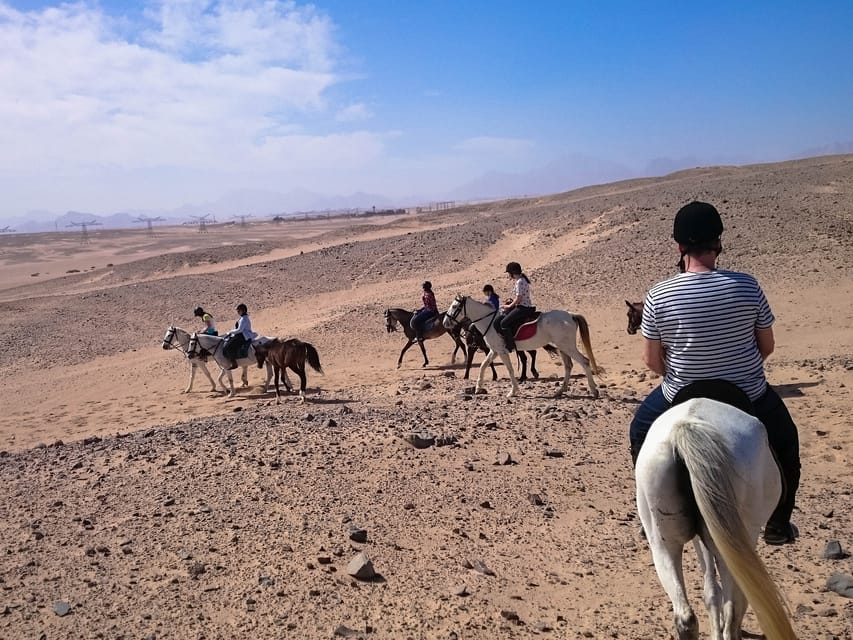 Sunset Sea, Desert Horse, Stargazing