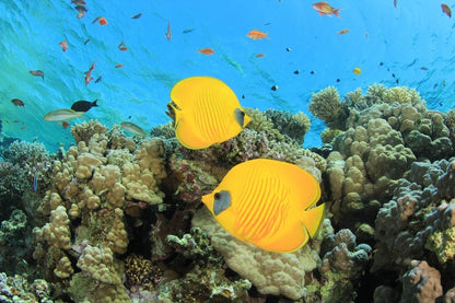 Two sites Scuba Diving in Hurghada Full Day Boat Trip