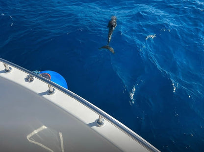 Elite vip snorkeling cruise with BBQ buffet lunch