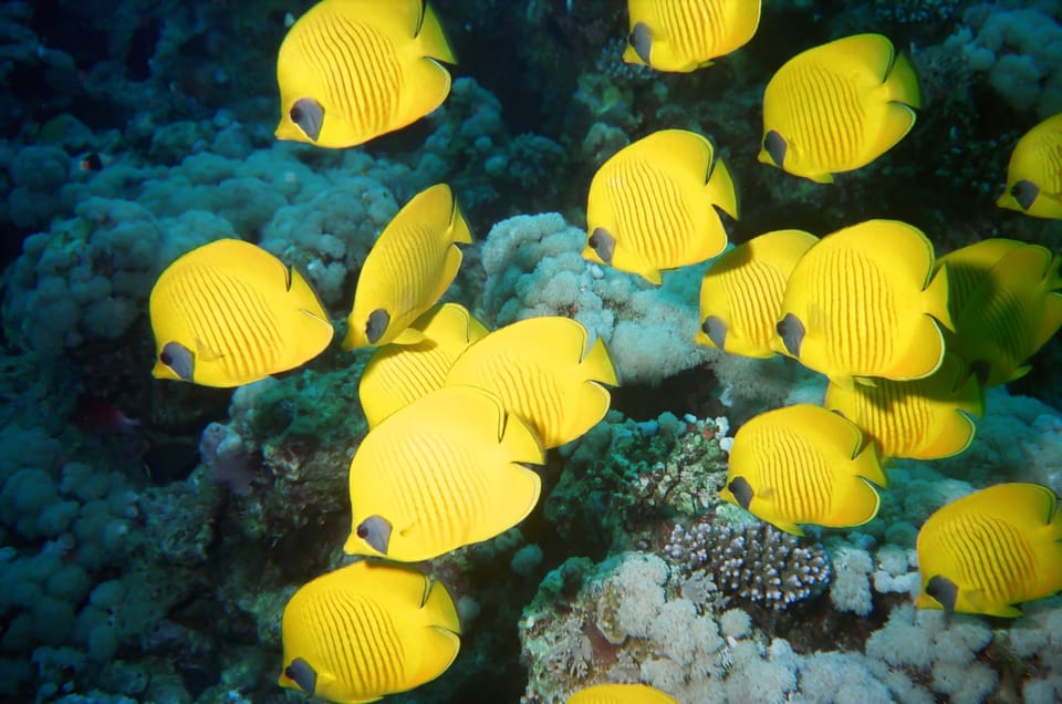 Two sites Scuba Diving in Hurghada Full Day Boat Trip