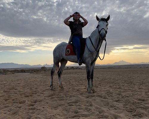 Sunset Sea, Desert Horse, Stargazing