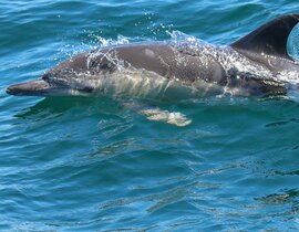 Dolphin Watching Boat Tour with Snorkeling & Lunch