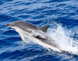 Dolphin Watching Boat Tour with Snorkeling & Lunch